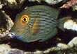 Kole Tang Fish